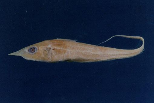 長管腔吻鱈( em Caelorinchus longissimus  /em )