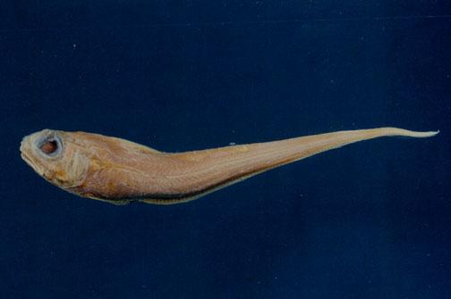 鬚鱈屬之一種( em Caelorinchus sp. /em )