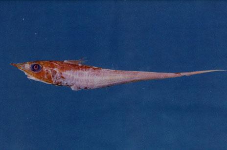 多棘鬚鱈( em Caelorinchus multispinulosus  /em )