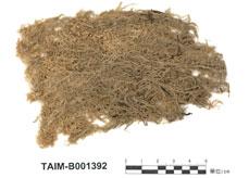 中文名：暖地泥炭蘚 (B001392)學名： em Sphagnum junghuhnianum Doz. Et Molk. Subsp. Pseudomolle (Warnst.) Suzuki /em 