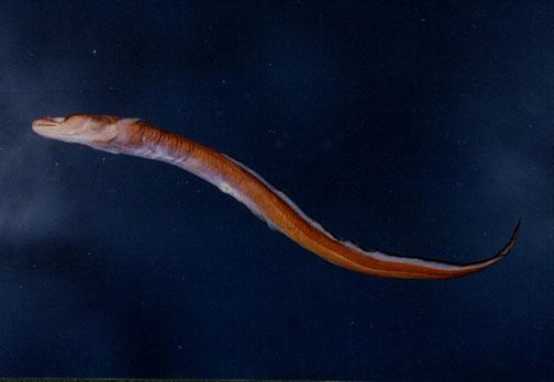 日本糯鰻( em Conger japonicus  /em )