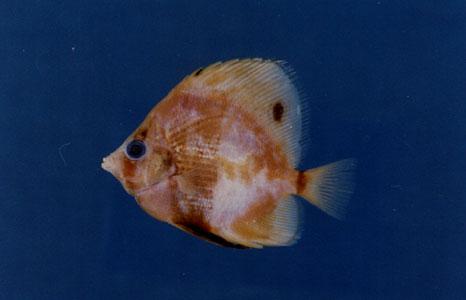 金斑少女魚( em Coradion chrysozonus  /em )