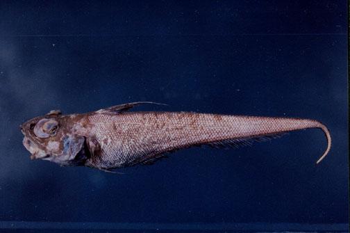 黑緣突吻鱈( em Coryphaenoides marginatus  /em )