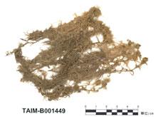 中文名：泥炭蘚屬 (B001449)學名： em Sphagnum subfulvum Sjoers. /em 