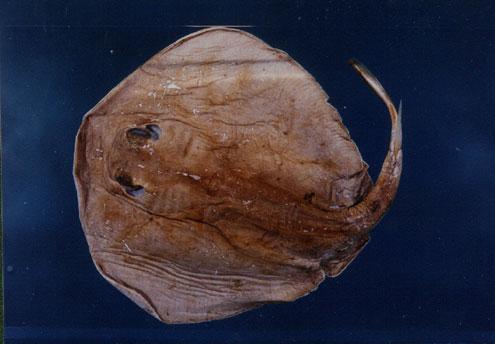 黃扁魟( em Urolophus aurantiacus  /em )