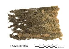 中文名：小孔泥炭蘚 (B001462)學名： em Sphagnum microporum Warnst. Ex. Card. /em 