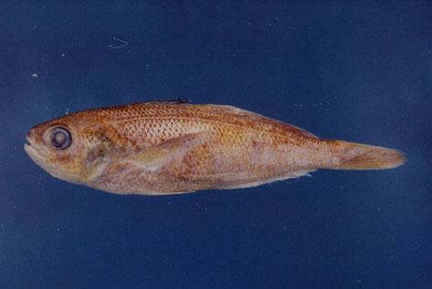 鱗首方頭鯧( em Cubiceps squamiceps  /em )
