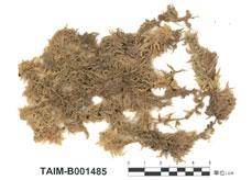 中文名：毛壁泥炭蘚 (B001485)學名： em Sphagnum imbricatum Hornsch. Ex Russ. /em 