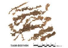 中文名：中位泥炭蘚 (B001494)學名： em Sphagnum magellanicum Brid. /em 