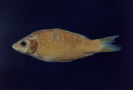 鯉( em Cyprinus carpio carpio  /em )