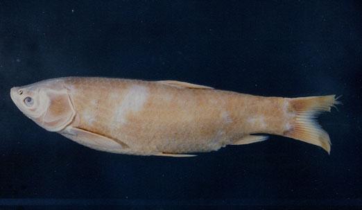 草魚( em Ctenopharyngodon idella  /em )
