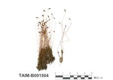 中文名：葫蘆蘚 (B001504)學名： em Funaria hygrometrica Hedw. Var. calvescens (Schwaegr.) Mont. /em 