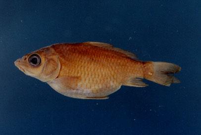 鯉( em Cyprinus carpio carpio  /em )