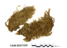 中文名：梨蒴珠蘚 (B001509)學名： em Bartramia pomiformis Hedw. /em 