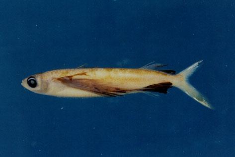 斯氏燕鰩魚( em Cypselurus starksi  /em )