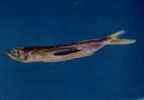 黃斑鰭飛魚( em Cheilopogon katoptron  /em )