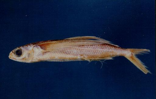 白鰭飛魚( em Cheilopogon unicolor  /em )