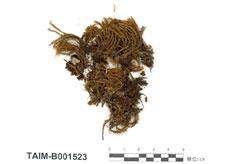 中文名：苞領蘚屬 (B001523)學名： em Holomitrium arboreum Mitt. /em 