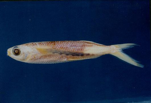 斑鰭飛魚( em Cypselurus poecilopterus  /em )