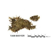 中文名：孔雀蘚屬 (B001526)學名： em Hypopterygium tamariscinum (Hedw.) Brid. /em 