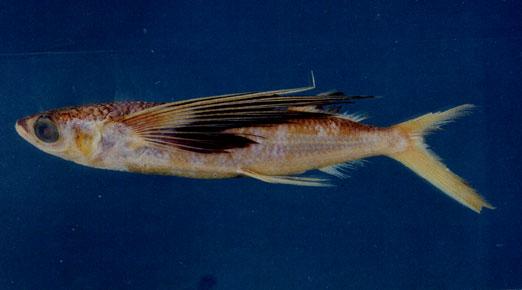 紫斑鰭飛魚( em Cheilopogon spilonotopterus  /em )