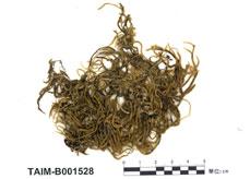 中文名：蔓蘚屬 (B001528)學名： em Meteorium illecebrum (C. Muell.) Mitt. /em 