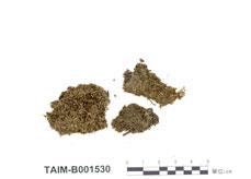 中文名：圓葉苔 (B001530)學名： em Jamesoniella autumnalis (DC.) Steph. /em 