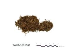 中文名：錢袋苔屬 (B001531)學名： em Marsupella emarginata (Ehrh.) Dum. /em 
