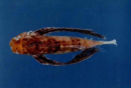 東方豹魴鮄( em Dactyloptena orientalis  /em )