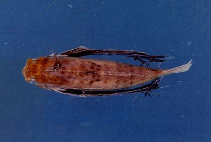 東方豹魴鮄( em Dactyloptena orientalis  /em )