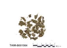 中文名：細鱗苔屬 (B001564)學名： em Lejeunea ulicina (Tayl.) Gott. Subsp. Bullata (Tayl.) Schust. /em 