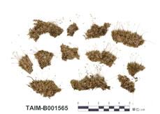 中文名：白髮蘚屬 (B001565)學名： em Leucobryum albidum (Brid. Ex P. Beauv.) /em 