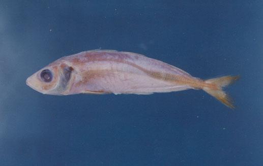 藍圓鰺( em Decapterus muroadsi  /em )