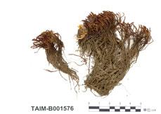 中文名：圓葉苔屬 (B001576)學名： em Jamesoniella rubricaulis (Nees) Grolle /em 