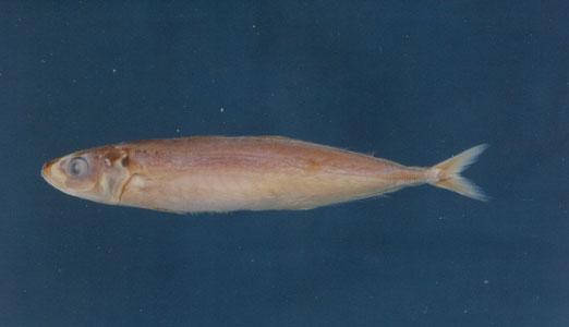 長身圓鰺( em Decapterus macrosoma  /em )