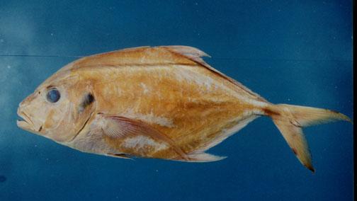 冬瓜鰺( em Carangoides chrysophrys /em )