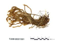 中文名：毛蘚屬 (B001581)學名： em Prionodon fusco-lutescens Hampe. /em 
