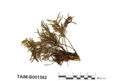 中文名：萬年蘚屬 (B001582)學名： em Climacium americanum Brid. Var. Kindbergii Ren. Et Card. /em 