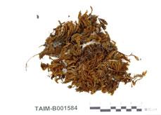 中文名：蓑蘚屬 (B001584)學名： em Macromitrium guatemalense C. Muell. /em 