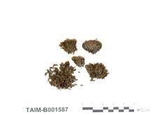 中文名：紫萼蘚屬 (B001587)學名： em Grimmia flexicaulis C. Muell. /em 