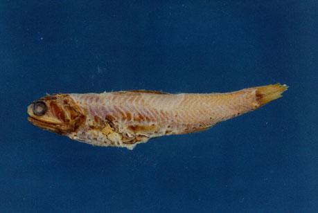 細斑珍燈魚( em Lampanyctus alatus  /em )