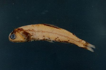 渡瀨頭光魚( em Diaphus watasei  /em )