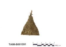 (B001591)學名： em Cyclolejeunea convexistipa (L. et L.) Evans. /em 