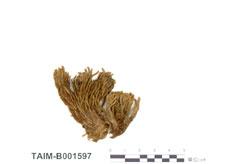 (B001597)學名： em Bartramia potosica Mont. /em 