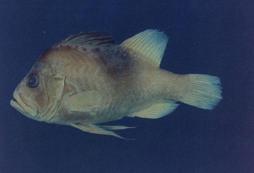 雙帶鱸( em Diploprion bifasciatum  /em )