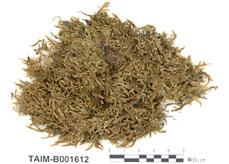 中文名：絹蘚 (B001612)學名： em Entodon cladorrhizans (Hedw.) C. Muell. /em 