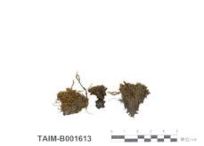 中文名：瓶蘚 (B001613)學名： em Amphidium lapponicum (Hedw.) Schimp. /em 
