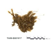 中文名：波葉曲尾蘚 (B001617)學名： em Dicranum polysetum Sw. /em 