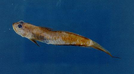 眼絲鴿鯊( em Oxyurichthys ophthalmonema  /em )