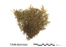 中文名：赤莖蘚 (B001620)學名： em Pleurozium schreberi (Brid.) Mitt. /em 